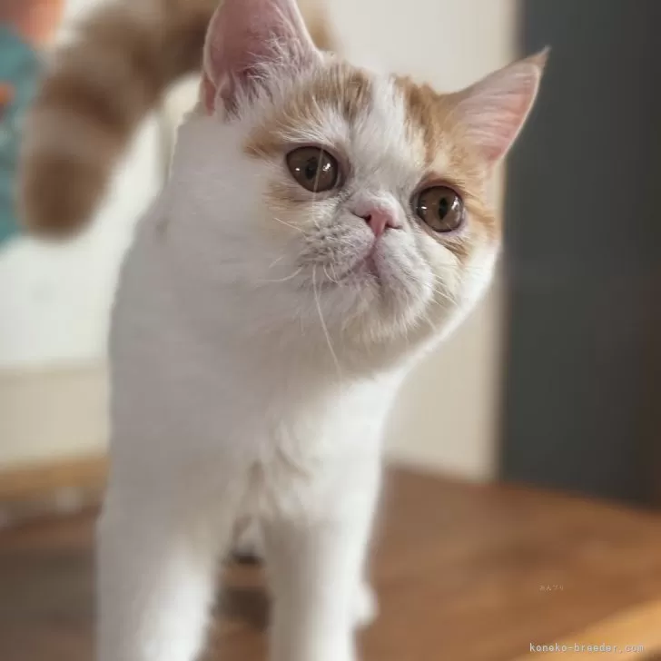 ID：2406-01627の子猫