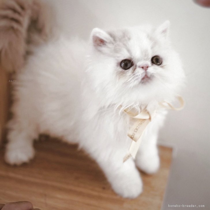 ブリーダー画像