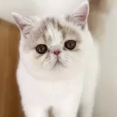 エキゾチックショートヘア