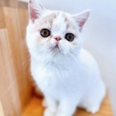 エキゾチックショートヘア