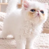 エキゾチックショートヘア