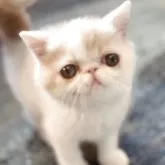 エキゾチックショートヘア