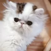 エキゾチックロングヘア