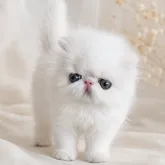 エキゾチックロングヘア