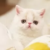 エキゾチックショートヘア