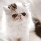 エキゾチックロングヘア