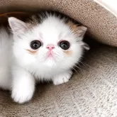 エキゾチックショートヘア