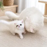 エキゾチックショートヘア【愛知県・男の子・2026年7月3日・ホワイト系】の写真6「優しいママのお世話ですくすく成長しています」