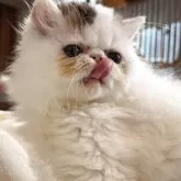 エキゾチックロングヘア【愛知県・男の子・2025年7月21日・ブラウンタビー&ホワイト】の写真3