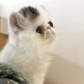 エキゾチックロングヘア【愛知県・男の子・2025年7月21日・ブラウンタビー&ホワイト】の写真5