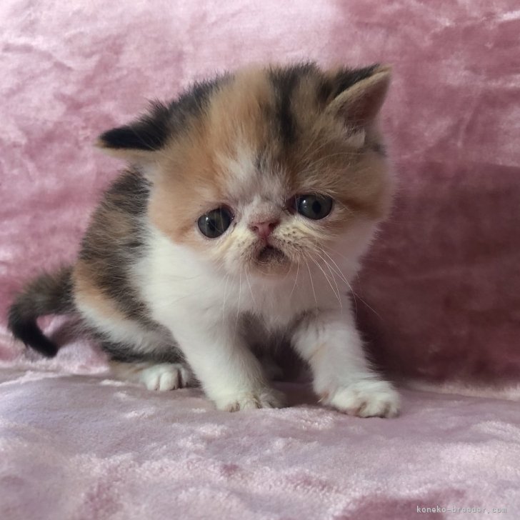 名作 エキゾチックショートヘア♡子猫ちゃん♡エリちゃん御予約 ぬいぐるみ