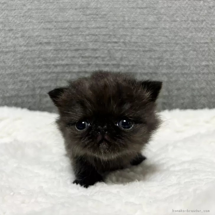 ID:2504-00438の子猫