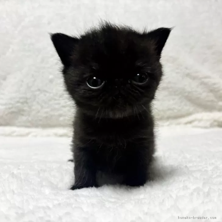 H.K 様のお迎えした子猫