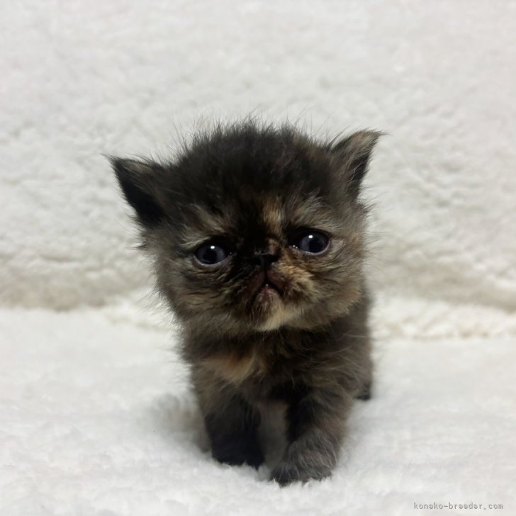 テディベア エキゾチック子猫ちゃん エキゾチックショートヘアな猫。 昨年 8月、エキゾのオス猫が