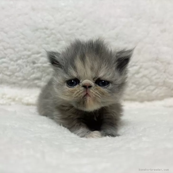 ID：2504-01687の子猫
