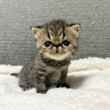 エキゾチックショートヘア【宮崎県・男の子・2025年3月12日・ブラウンタビー】の写真「チーターみたいな男の子♡」