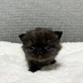 エキゾチックショートヘア