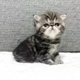 エキゾチックショートヘア