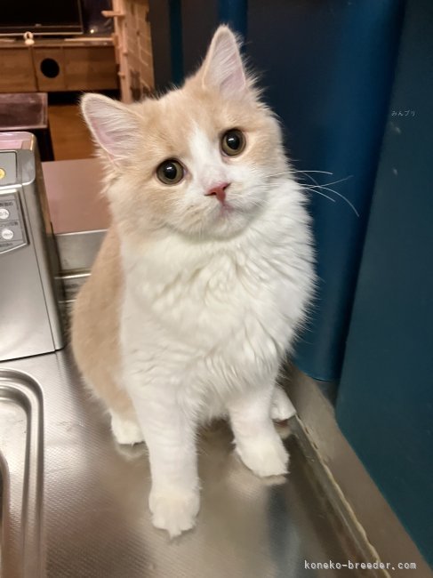 スコティッシュフォールド【・女の子・2025年2月27日・クリーム&amp;ホワイト】