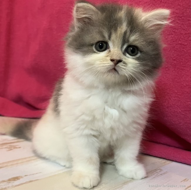 スコティッシュフォールド【・女の子・2025年3月25日・ダイリュートキャリコ】