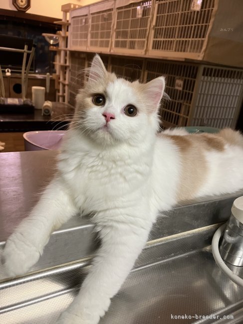 スコティッシュフォールド【・女の子・2025年2月27日・クリーム&amp;ホワイト】