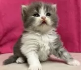 スコティッシュフォールド(立ち耳)【三重県・女の子・2024年4月7日・ブルータビー&ホワイト】の写真5