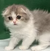 スコティッシュフォールド(折れ耳)【三重県・男の子・2024年11月24日・ブルータビー&ホワイト】の写真2「生後50日」