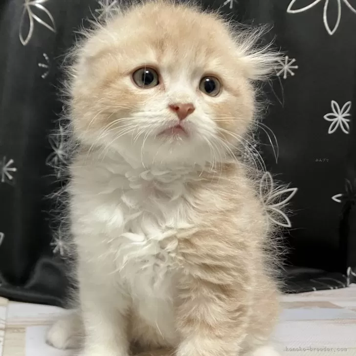 ID：2509-02328の子猫