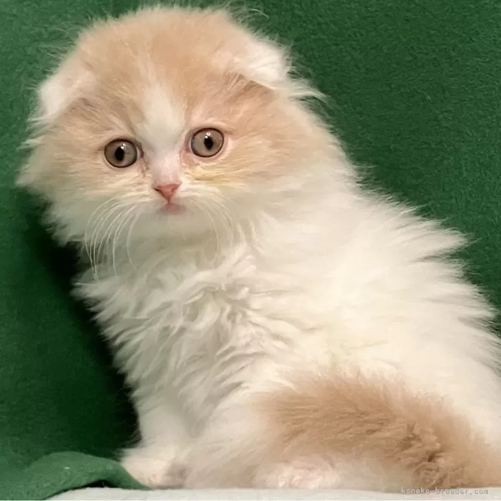 ID:2412-01308の子猫