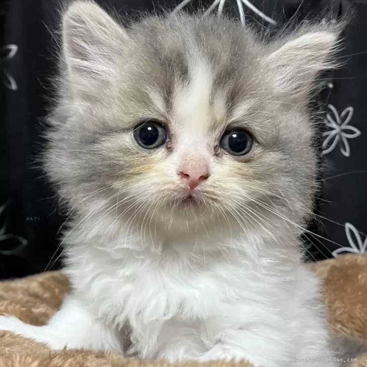 ID：2509-01039の子猫