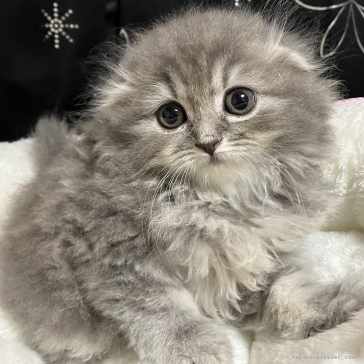 ブリーダー画像