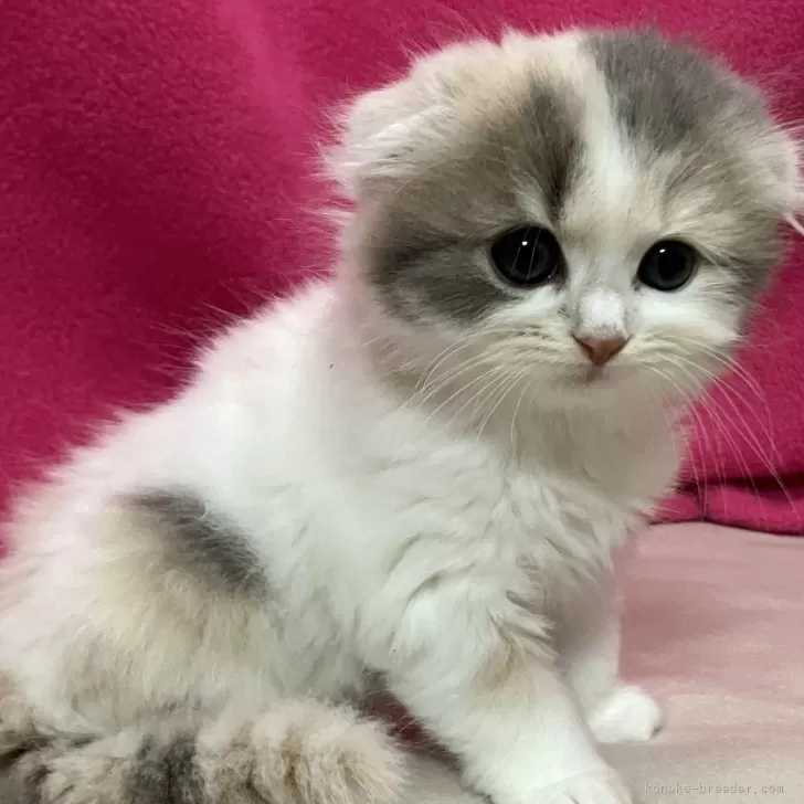 ID：2412-02002の子猫