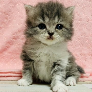 スコティッシュフォールド(立ち耳)【三重県・女の子・2025年12月14日・ブルー&ホワイト（長毛）】の写真「素晴らしい子※掲載は生後56日まで」