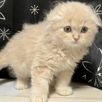 スコティッシュフォールド(折れ耳)【三重県・男の子・2025年9月19日・クリーム&ホワイト（長毛）】の写真「素晴らしい子※掲載は56日まで。」