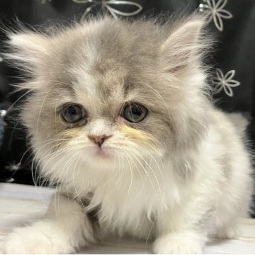 スコティッシュフォールド(立ち耳)【三重県・女の子・2025年9月19日・ダイリュートキャリコ（長毛）】の写真「素晴らしい子※掲載は56日まで。」