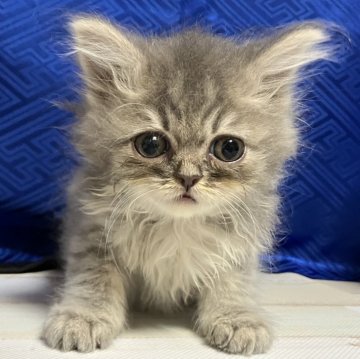 スコティッシュフォールド【三重県・男の子・2025年9月19日・ブルー&ホワイト（長毛）】の写真「人懐っこい可愛い子※掲載は56日まで。」