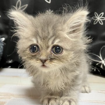 スコティッシュフォールド(立ち耳)【三重県・男の子・2025年9月19日・ブルー&ホワイト（長毛）】の写真「人懐っこい可愛い子※掲載は56日まで。」