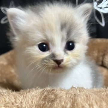 スコティッシュフォールド(立ち耳)【三重県・女の子・2025年8月16日・ダイリュートキャリコ（長毛）】の写真「超〜元気※掲載は56日まで」