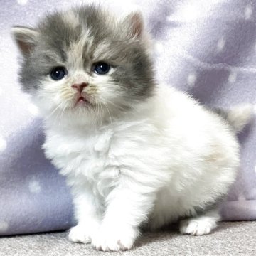 スコティッシュフォールド(立ち耳)【三重県・女の子・2025年3月25日・ダイリュートキャリコ（長毛）】の写真「マイペースな可愛らしい子」