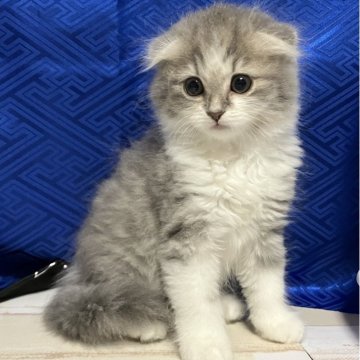 スコティッシュフォールド【三重県・男の子・2025年9月19日・ブルー&ホワイト（長毛）】の写真「素晴らしい子※掲載は56日まで」