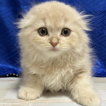 スコティッシュフォールド【三重県・男の子・2025年9月19日・クリーム&ホワイト（長毛）】の写真「素晴らしい子※掲載は56日まで」