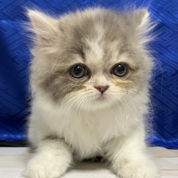 スコティッシュフォールド【三重県・女の子・2025年9月19日・ダイリュートキャリコ（長毛）】の写真「素晴らしい子※掲載は56日まで」