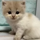 スコティッシュフォールド(立ち耳)