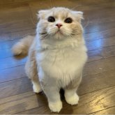 スコティッシュフォールド