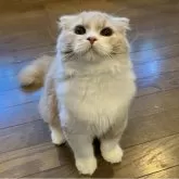 スコティッシュフォールド(折れ耳)