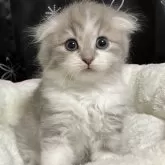 スコティッシュフォールド(折れ耳)【三重県・男の子・2025年9月19日・ブルー&ホワイト】の写真1