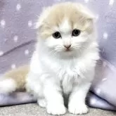 スコティッシュフォールド(折れ耳)