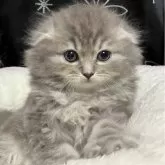 スコティッシュフォールド(折れ耳)