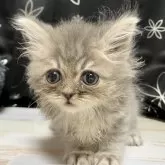 スコティッシュフォールド(立ち耳)