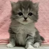 スコティッシュフォールド(立ち耳)